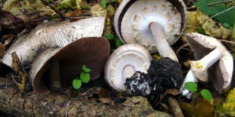 Šampinjoni sa ravnim klobukom: opis i fotografija